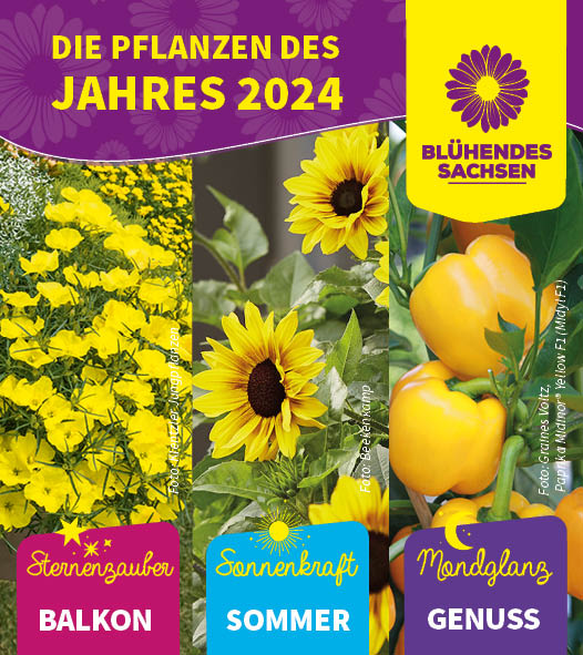 Blühendes Sachsen - Pflanzen des Jahres 2024